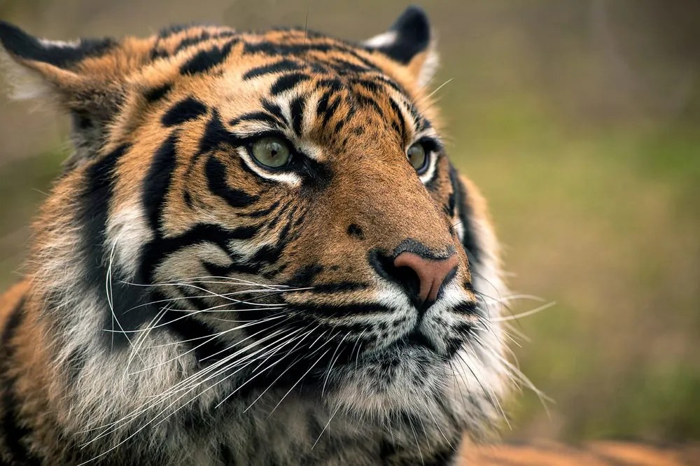 Carta da parati – Tigre del Bengala