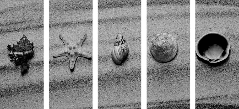 Quadri 5 pezzi – Conchiglie sulla spiaggia sabbiosa in bianco e nero
