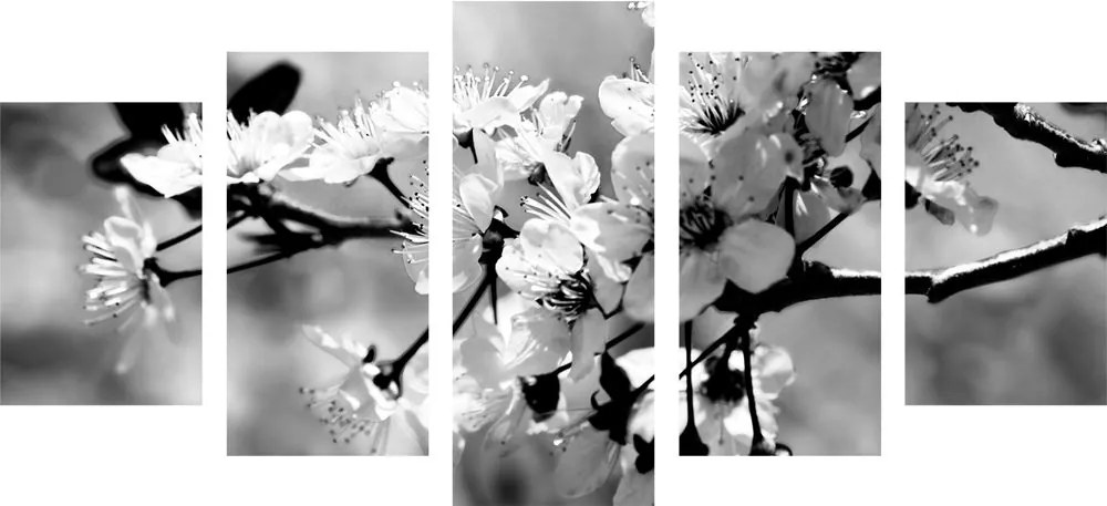 Quadri 5 pezzi – Fiore di ciliegio in bianco e nero