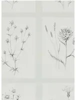 Botanische Tapete Little Thistles von Sanderson - Pewter