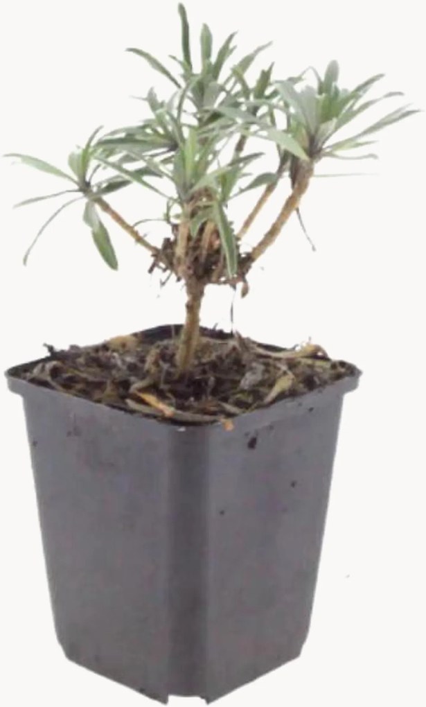 Set di 3 piante vere Wallflower Erysimum Bowles Mauve