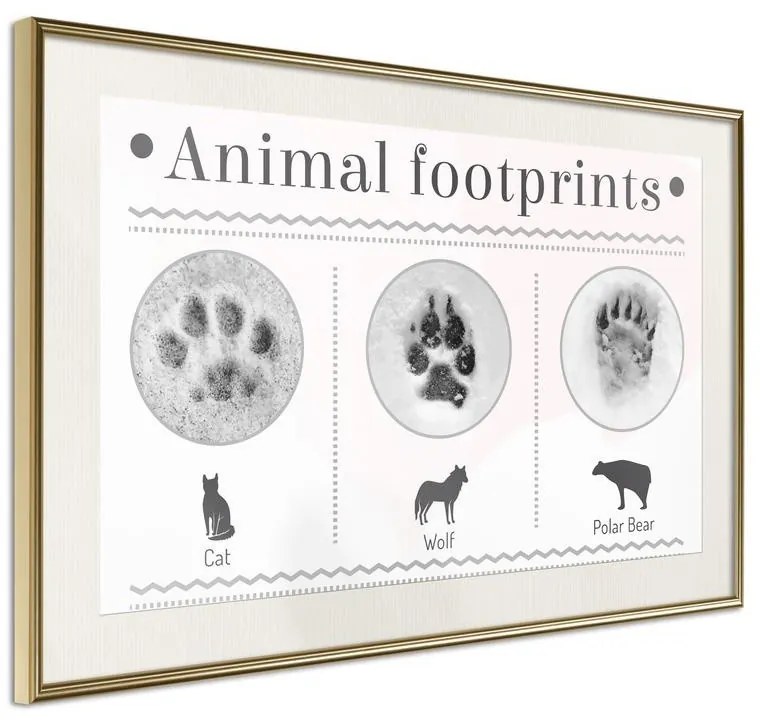 Poster How to Recognize an Animal