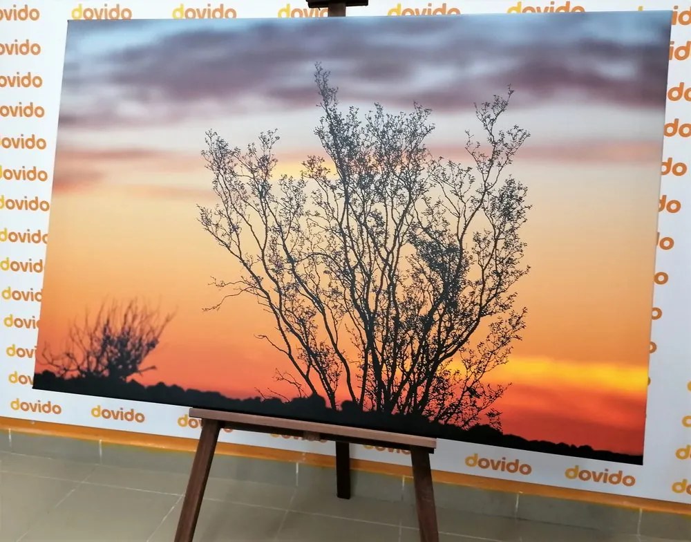 Stampa su tela – Rami al tramonto
