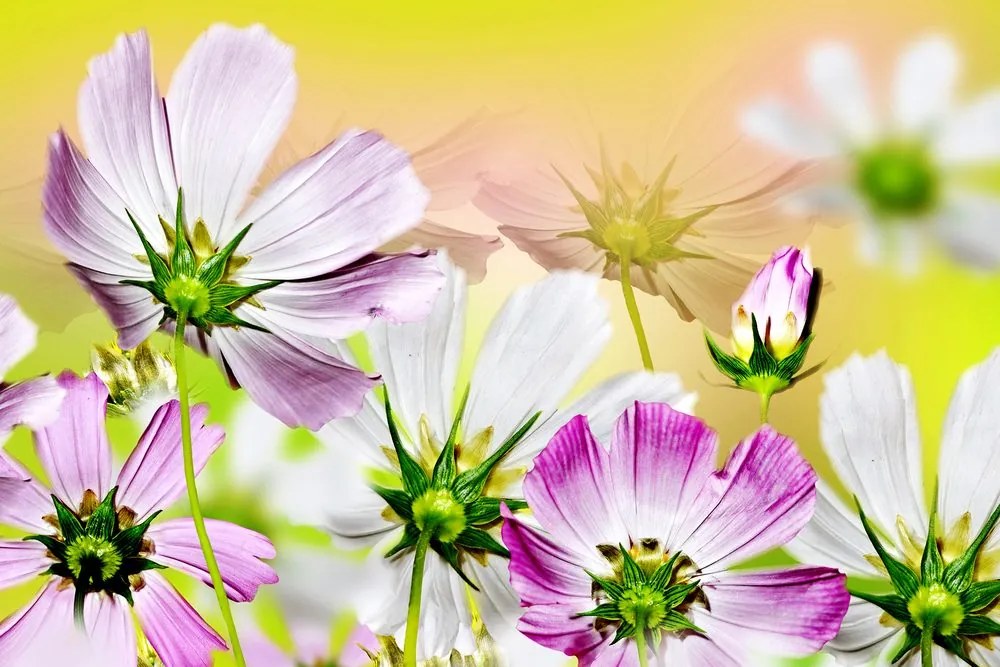 Quadro su tela – Fiori estivi