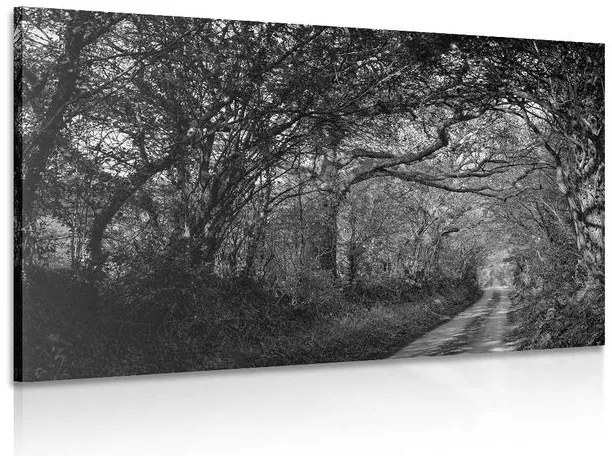 Stampa su tela – Foresta in bianco e nero