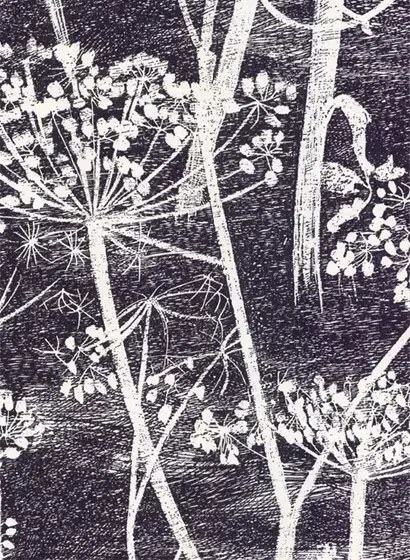 Cow Parsley - Designtapete von Cole and Son - Mokka
