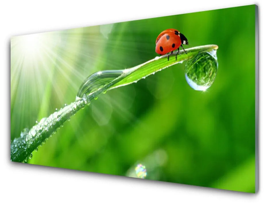 Quadro in vetro Erba coccinella Natura 100x50 cm