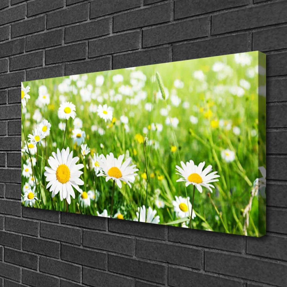 Quadro stampa su tela Pianta di fiori di margherita 100x50 cm