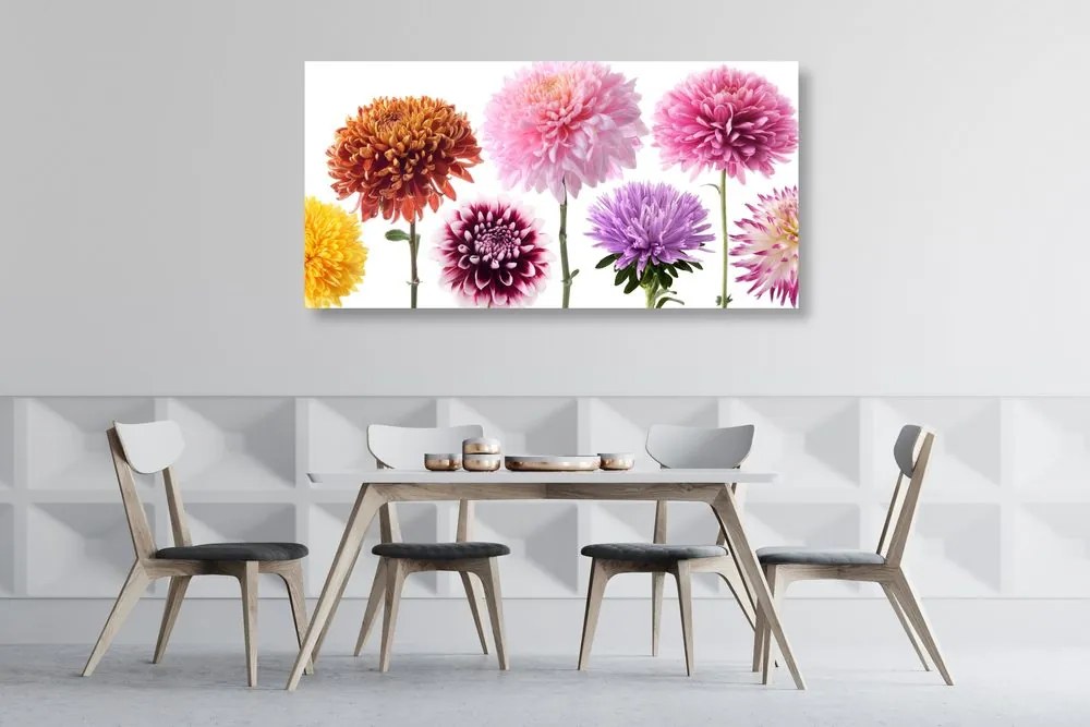 Quadro su tela – Fiori di dalia in design variegato