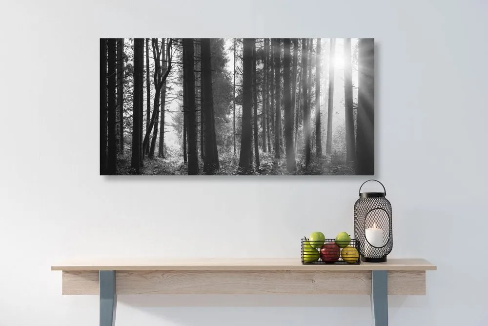 Stampa su tela – Foresta inondata di sole in bianco e nero