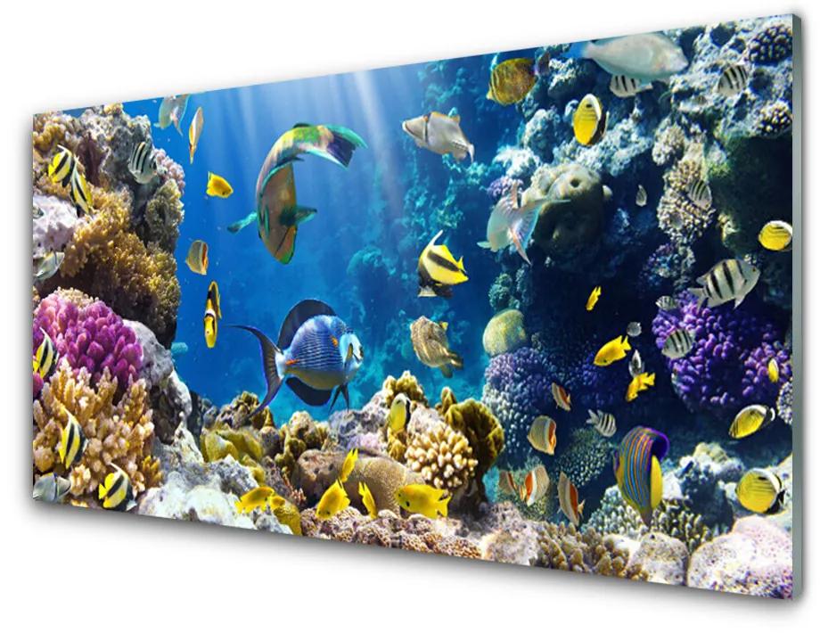 Quadro di vetro Natura della barriera corallina 100x50 cm