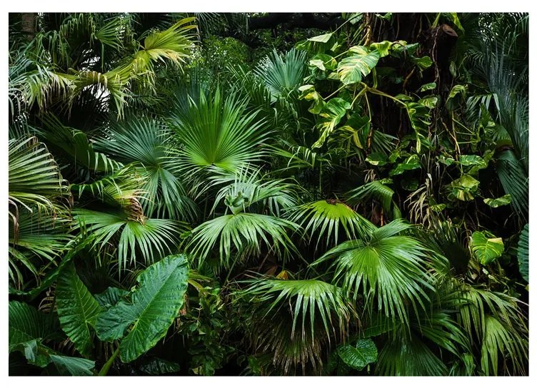 Fotomurale  Sunny Jungle  Colore Verde, Dimensioni e Misure 100x70