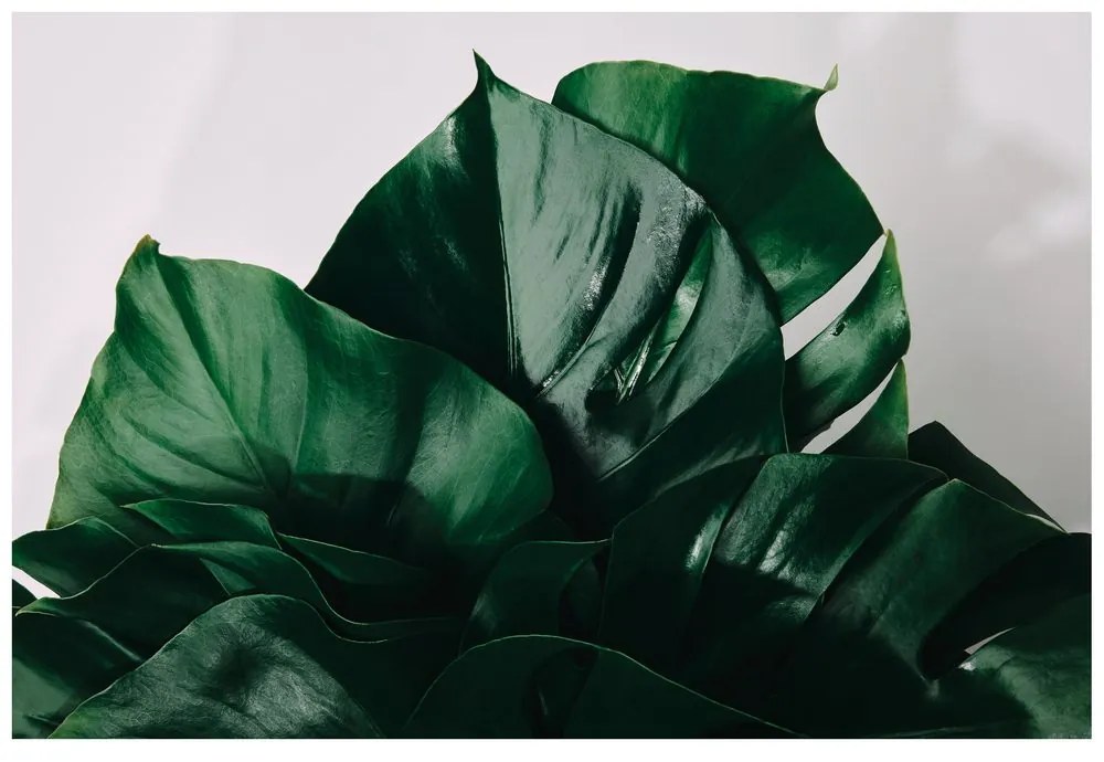 Carta da parati – Foglia di monstera
