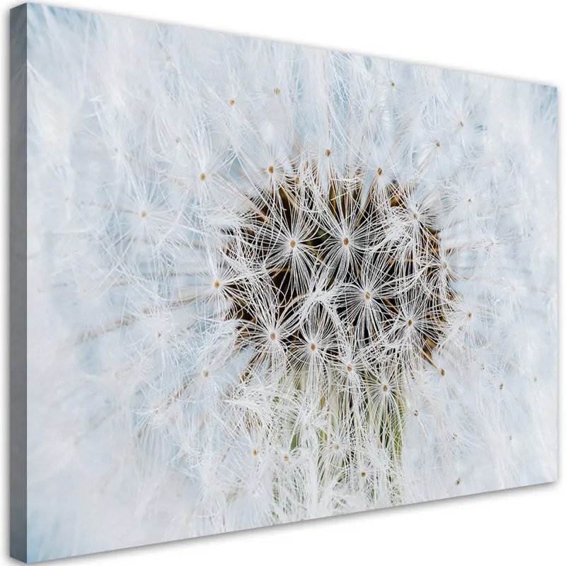 Quadro su tela, Dandelion di fiori bianchi  Dimensioni 60x40