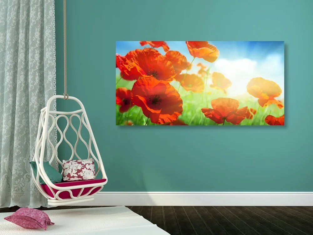 Quadro su tela – Papavero sul prato