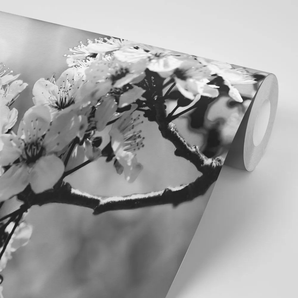 Carta da parati – Fiore di ciliegio in bianco e nero