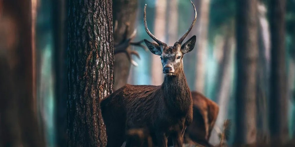 Quadro su tela – Cervo nel bosco