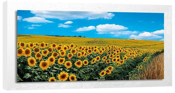 Stampa incorniciata su tela Girasoli bianco/nero 136 x 76 cm