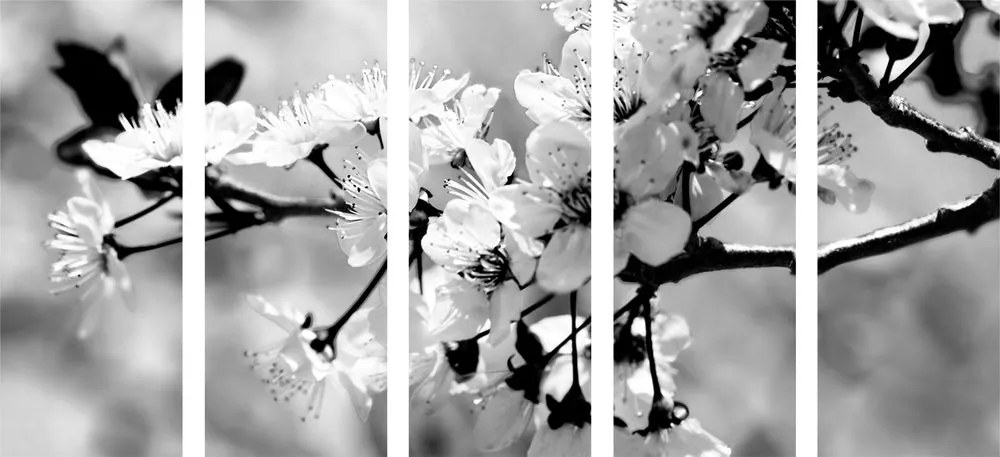 Quadri 5 pezzi – Fiore di ciliegio in bianco e nero