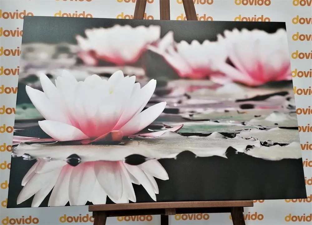 Quadro su tela – Fiore di loto