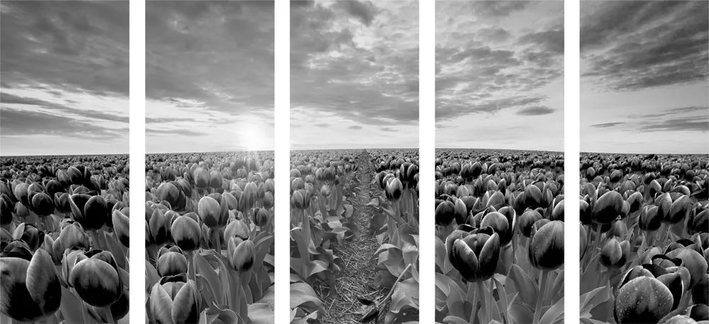 Quadri 5 pezzi – Alba su un prato con tulipani in bianco e nero