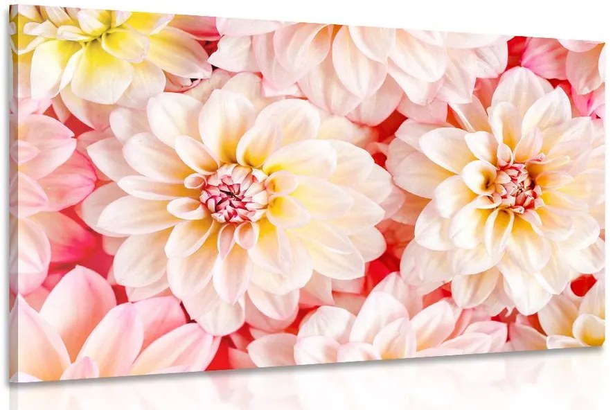 Stampa su tela – Fiori delicati di dalia