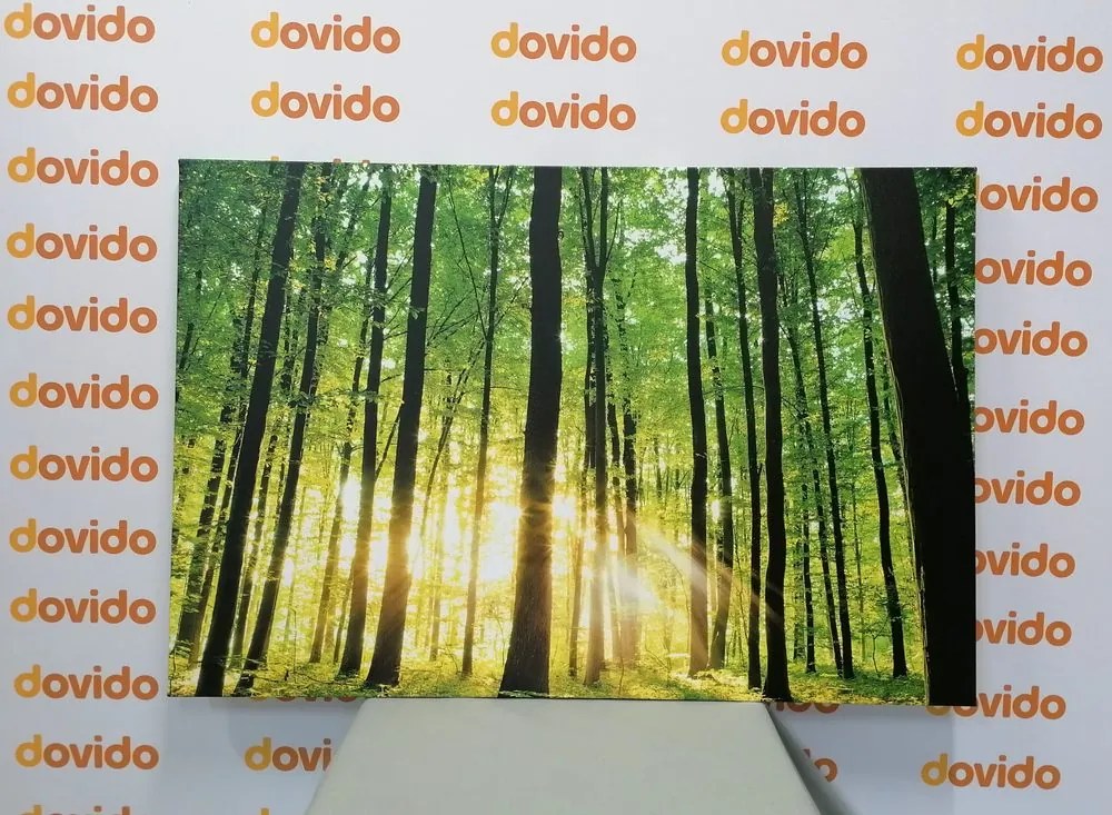 Stampa su tela – Foresta verde fresca