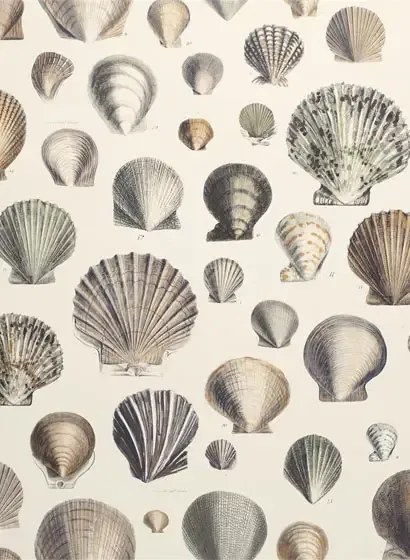 John Derian Carta da parati Captain Thomas Brown Shells - Oyster
