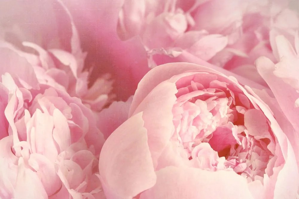 Stampa su tela – Petali di fiore