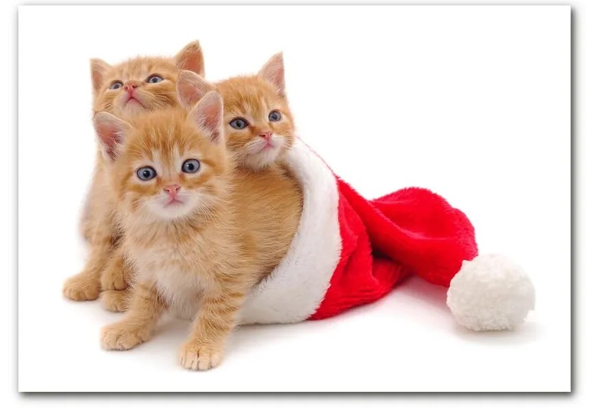 Quadro acrilico Gatti Babbo Natale 125x50 cm