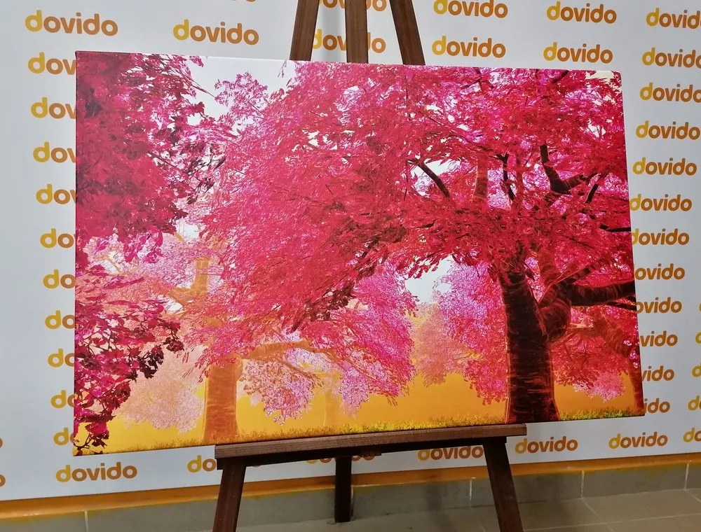 Quadro su tela – Magici alberi di ciliegio in fiore