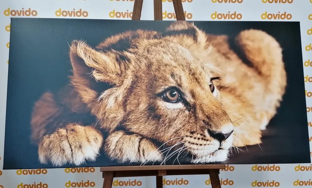 Quadro su tela – Cucciolo di leone