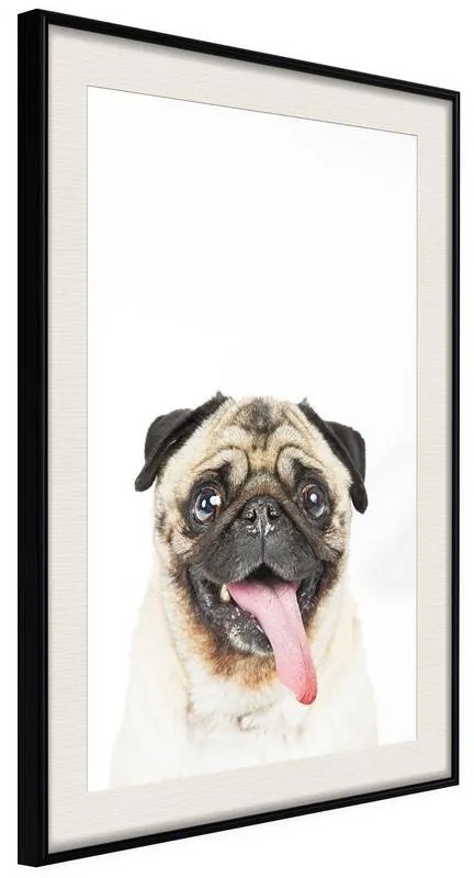 Poster  Funny Pug  Cornice Quadri Cornice nera con pass-partout, Larghezza x Altezza Home decor 40x60