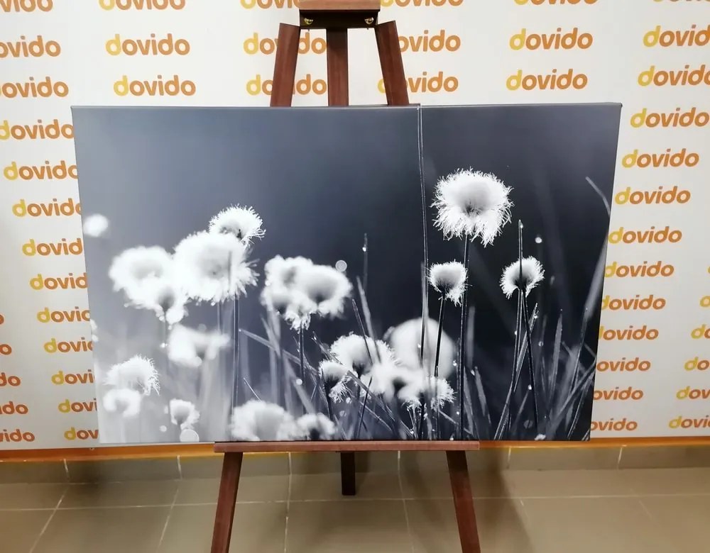 Quadro su tela – Erba di cotone in bianco e nero