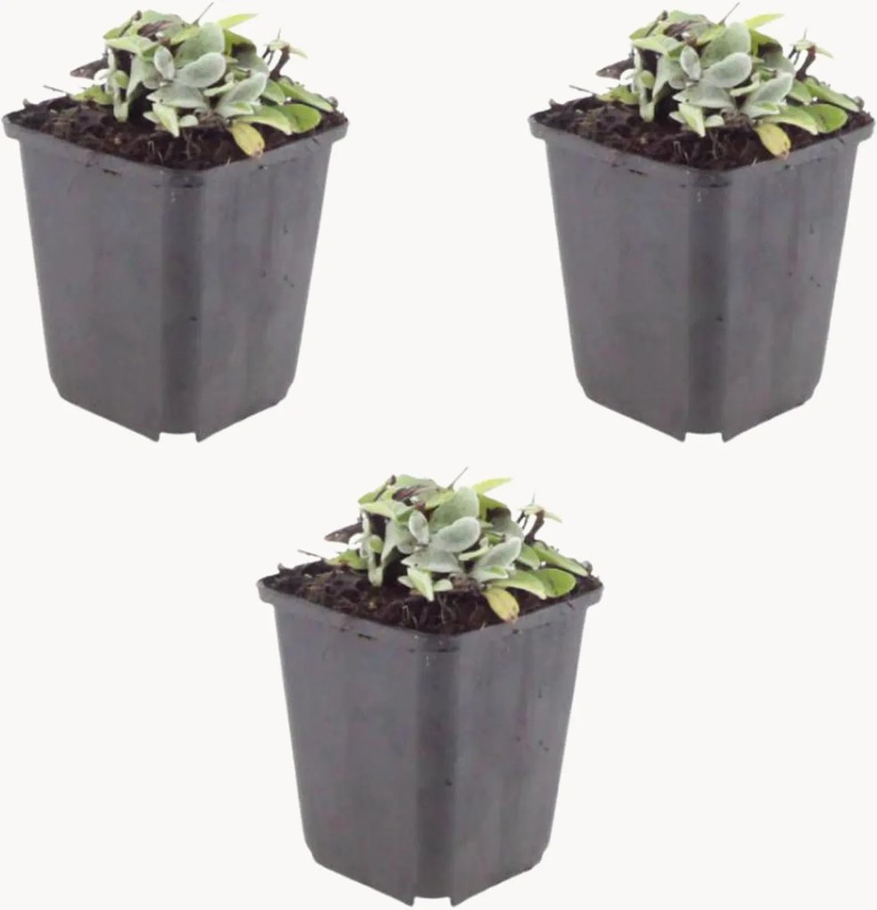 Set di 3 piante vere Pearl Strawflower Anaphalis triplinervis