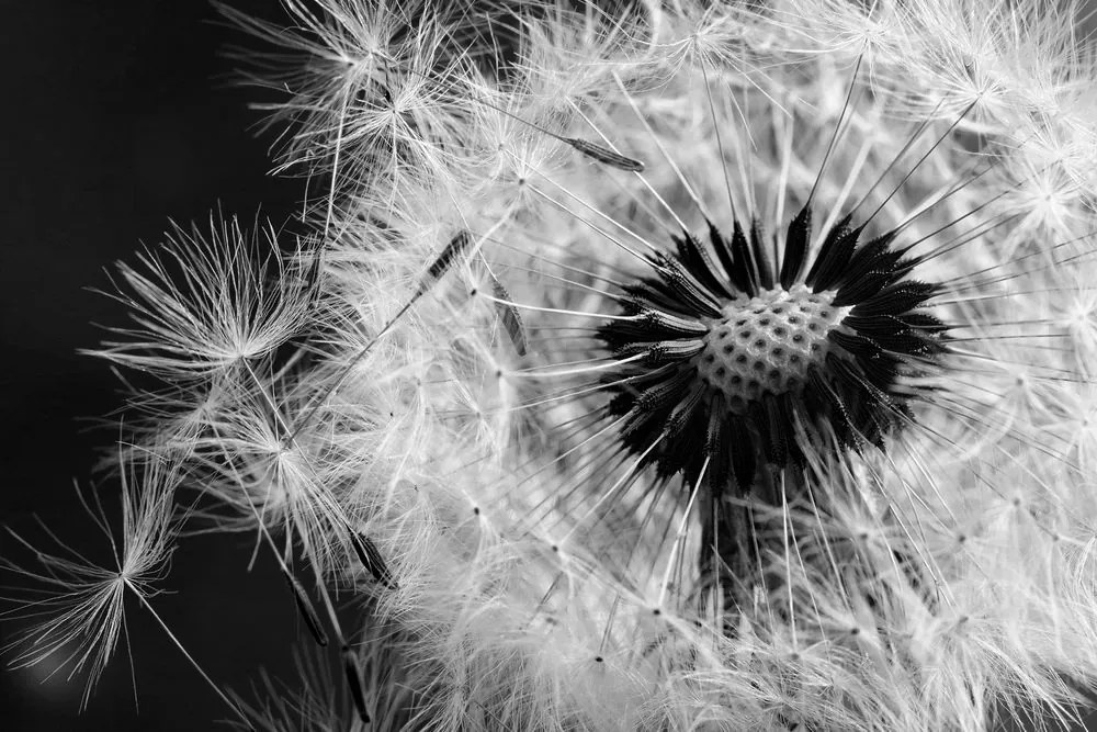 Stampa su tela – Semi di soffione in bianco e nero