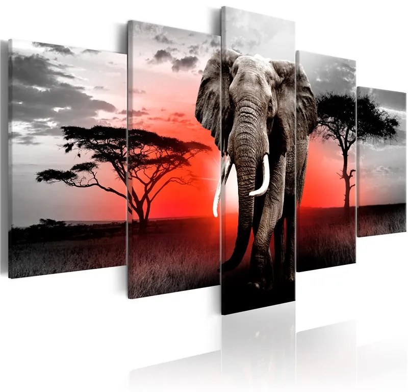 Quadro  Lonely Elephant  Colore Nero, Dimensioni e Misure 100x50