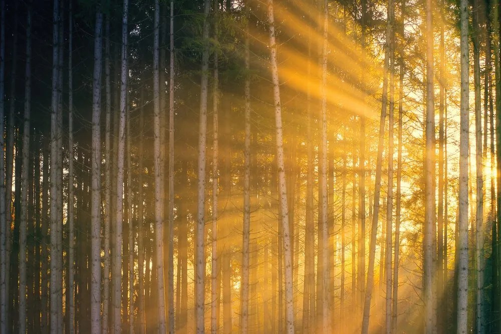 Stampa su tela – Sole dietro l'albero