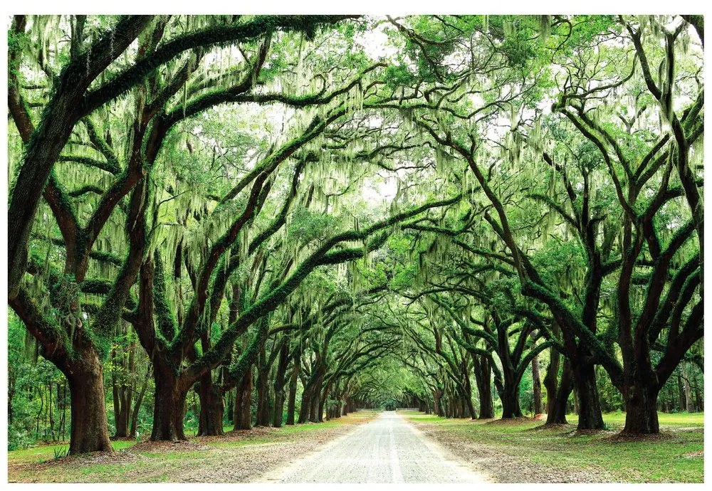 Carta da parati autoadesiva – Alberi in abbraccio