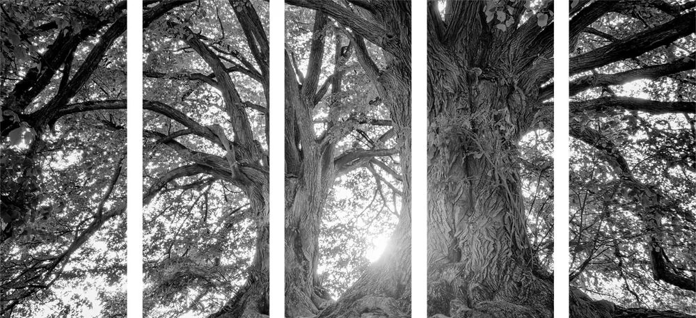 Quadri 5 pezzi – Alberi maestosi in bianco e nero