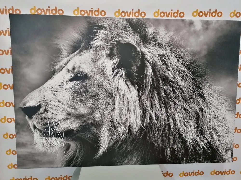 Quadro su tela – Leone africano in bianco e nero