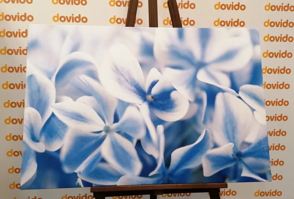 Quadro su tela – Fiori di ortensia in tonalità blu-bianco