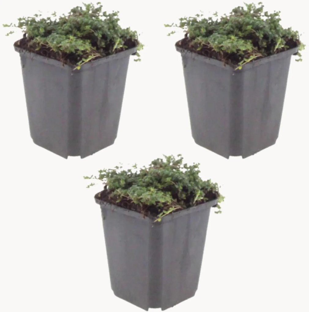Set di 3 piante vere Timo strisciante Thymus praecox Purple Beauty