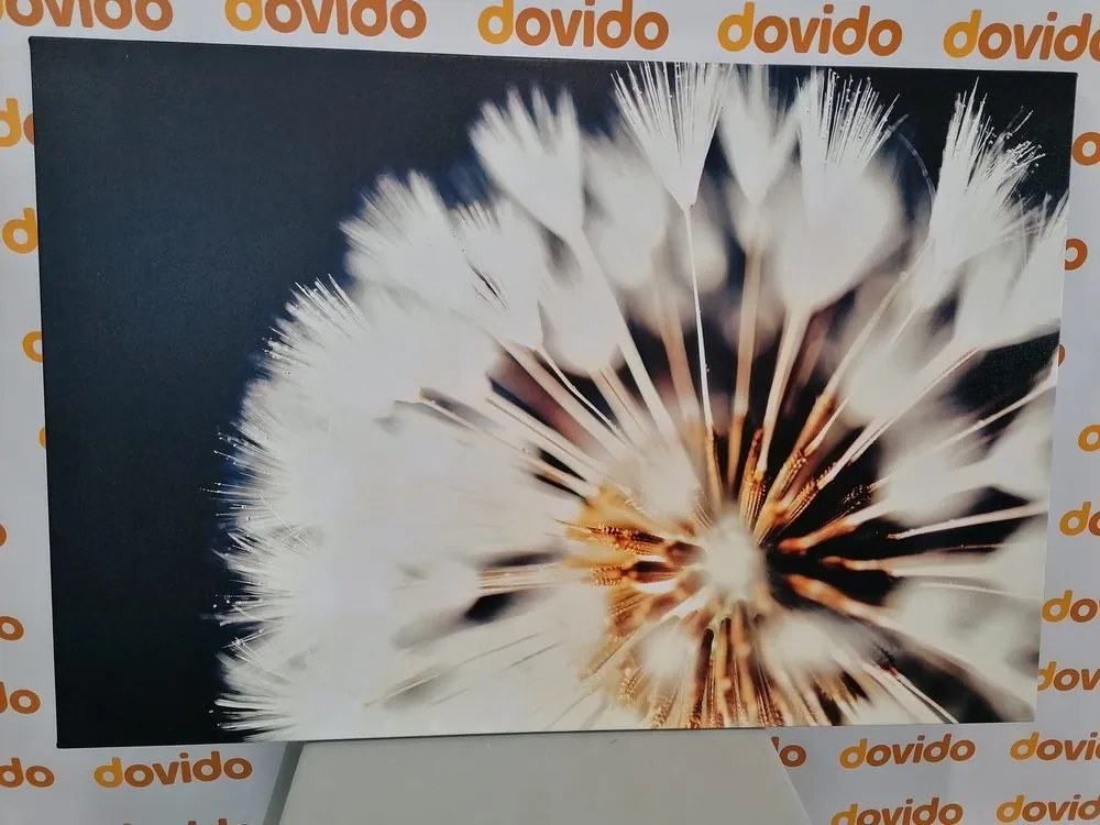 Quadro su tela – Dente di leone su sfondo scuro