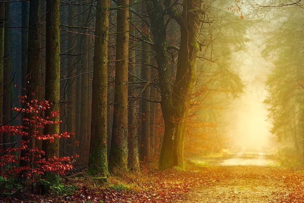 Stampa su tela – Sentiero nella foresta