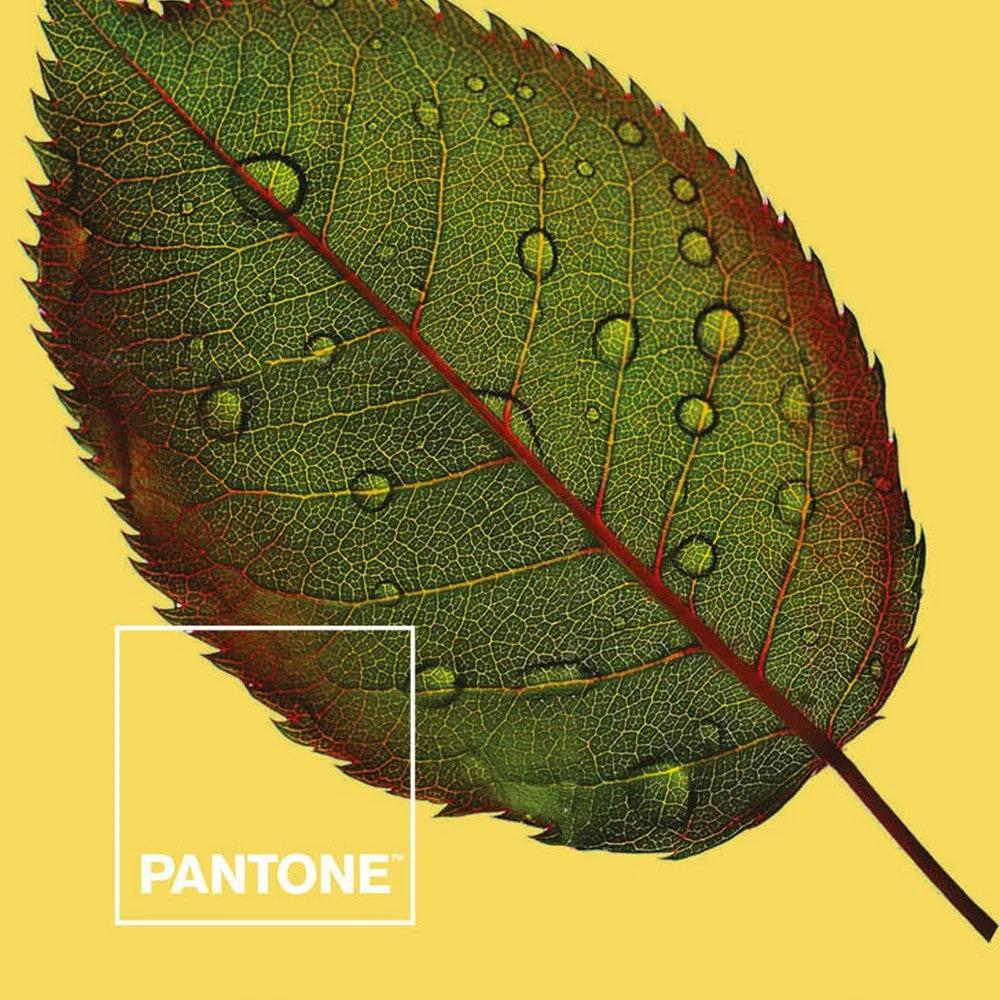 Lenzuola Nature Pantone - Letto da 150 (230 x 270 cm)