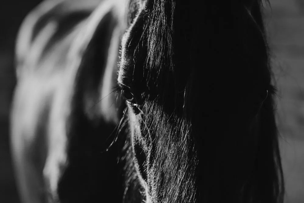 Quadro su tela – Cavallo maestoso in bianco e nero