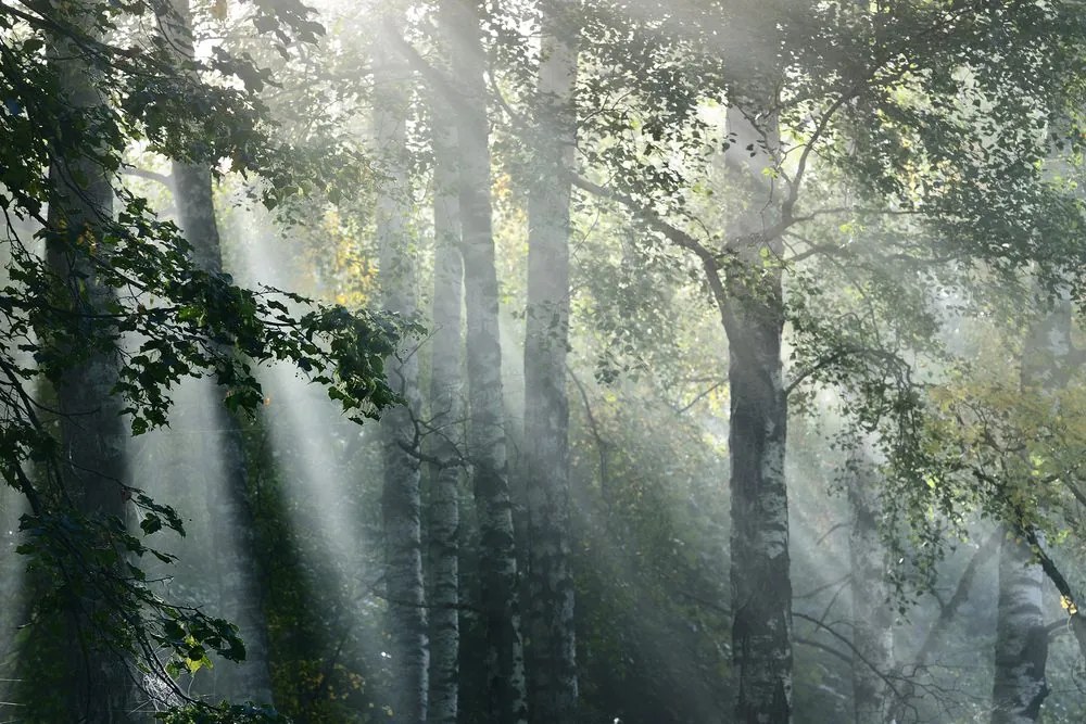 Stampa su tela – Raggi di sole nel bosco nebbioso