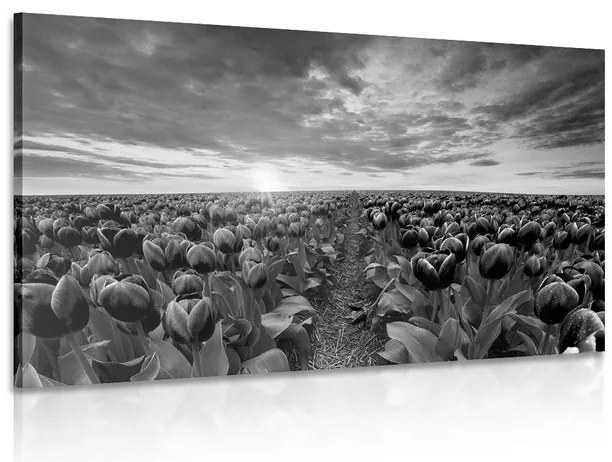 Quadro su tela – Alba sopra il prato con tulipani in bianco e nero