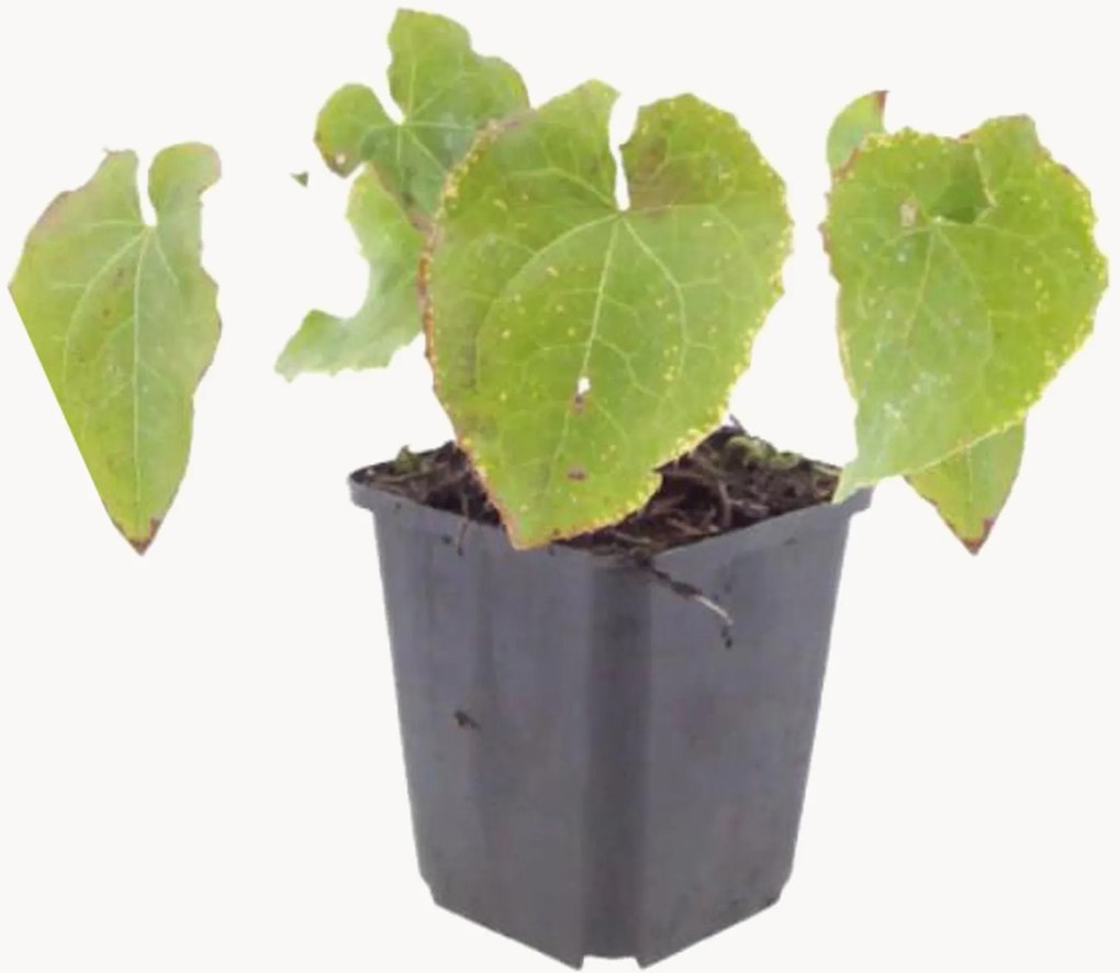 Set di 3 piante vere Barrenwort Epimedium perralchicum Frohnleiten